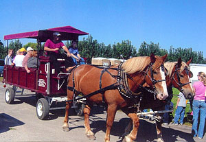 Horse drawn wagon rides at MacQueen Apple Orchard, Cider Mill, Farm Market, and Pick Your Own Apples, Holland, Ohio, west of Toledo